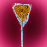 HEART-SHAPED lollipop